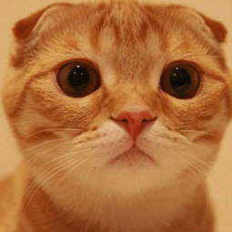 安卓ip免费修改器